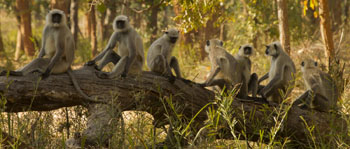 langur